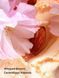 Міст для тіла Victoria's Secret - Velvet Petals Brulee 2948 фото 2