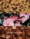 Лосьйон для тіла Victoria's Secret - Camellia Sunset 27086890 фото 2